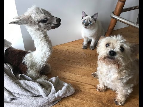 A Baby Alpaca in the house!? With a dog and a cat? This farm is nuts!