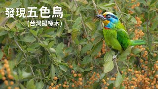 發現五色鳥(台灣擬啄木) Taiwan Barbet
