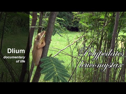 Cardioglossa leucomystax