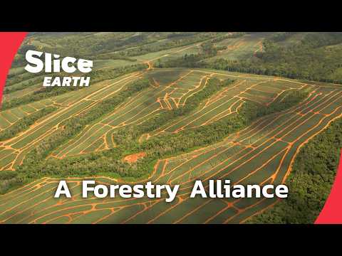 Peace Parks: A natural unity pact between Panama and Costa Rica | Part 3 | SLICE EARTH