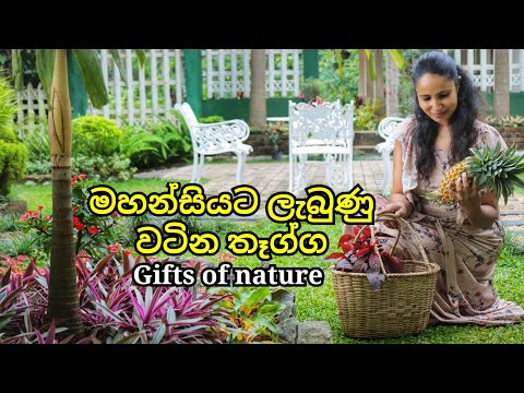 මහන්සියට ලැබුණු වටින තෑග්ග || Harvesting Fresh Vegetables & Fruits From My Garden