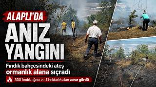 Anız Yangını Kontrolden Çıkıp Ormana Sıçradı