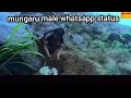 Mungaru Male Whatsapp Status