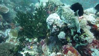 preview picture of video 'Scuba Diving Breathtaking Verde Island , Philippines (HD)'