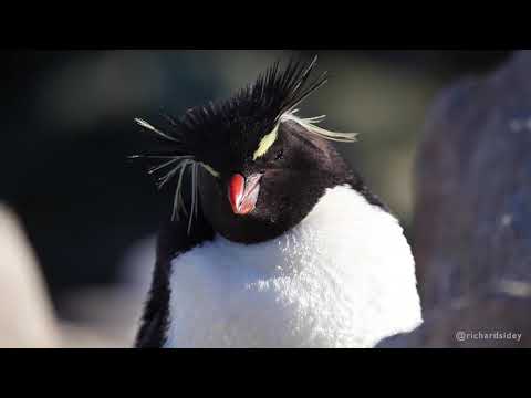 Rockhopper Penguins