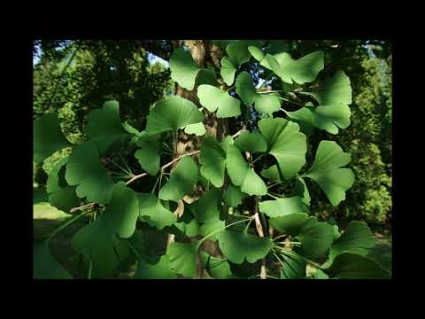 Identifying The Female Ginkgo Tree & Ginkgo Nuts