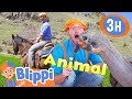 Blippi S Best Animal Stories For Kids 3 HOURS Of Blippi