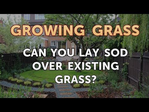 Can You Lay Sod Over Existing Grass?