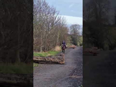 Hunting/XCountry Machine - Image 2