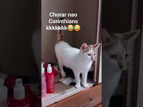 #gatitos #cat #gatos #amor #pets #gatotkaca #Corinthians #corinthiansfree cori