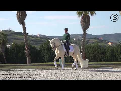 " Miura de Cais " ( Riopele SSC x Glicínia de Cais )