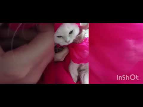 Sorry ! My cats last day with me 😪