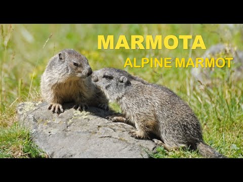 Marmota ( Marmota marmota ) Marmot