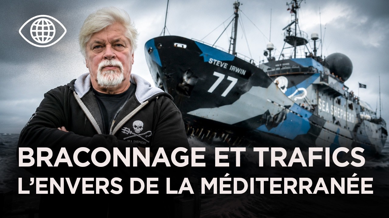 Sea Shepherd : les sentinelles qui défendent la Méditerranée | Documentaire Monde- ADN