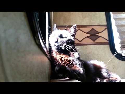 Titanescu aka Babba Yagga