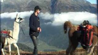 preview picture of video 'Lamatrecking im Nationalpark Hohe Tauern Osttirol'