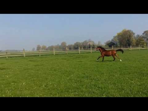 Unser Violino, jetzt schon 1 Jahr alt