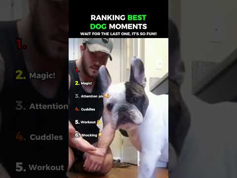 Dogs Being Weird: Funny Dogs Part 315 😂😂 #funny