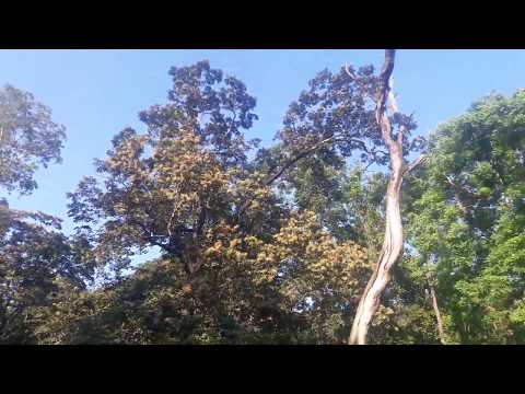 chikmangaluru forest badra