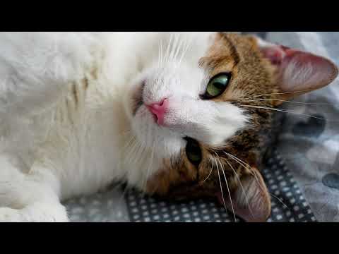 💚🎶 Robert Janson - TAK MI ZIMNO