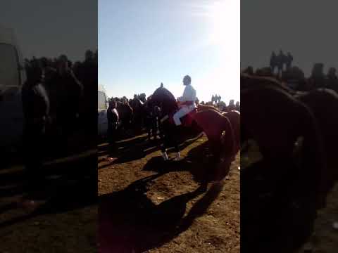 Concurs de cai Slatioara Olt- 6 ianuarie 2018