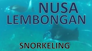 preview picture of video 'Snorkeling on Nusa Lembongan (Mangrove Point, Crystal Bay and Manta Point)'