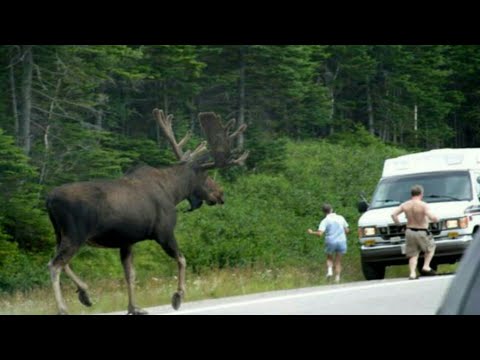 CHOC???? Un Élan géant se promène en Alaska NO  FAKE