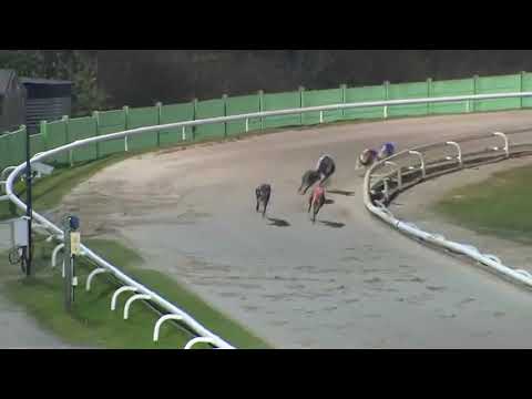 King Louis - British Breeders Stakes Final 2021