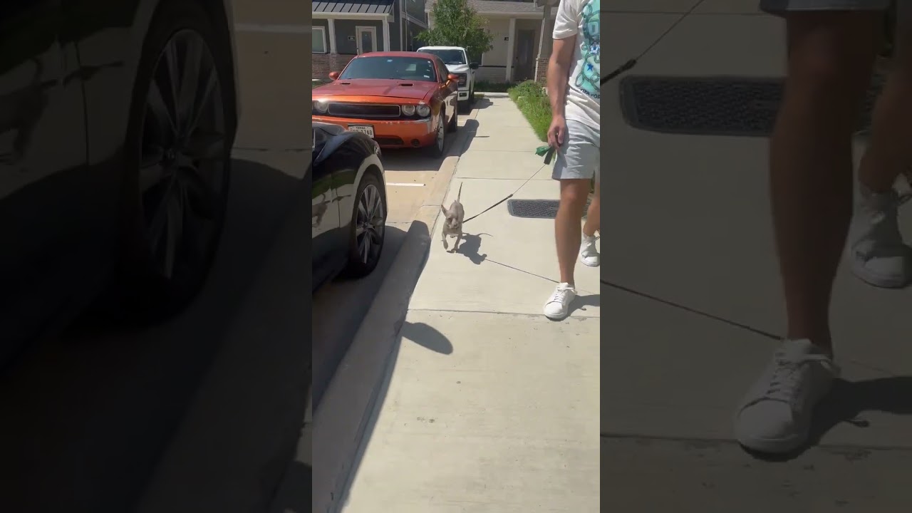Enlarge LEONARDO FERDINAND III, a Adoptable mixed breed in fort worth, TX video 6/6