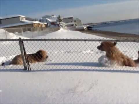 Briards in the Snow