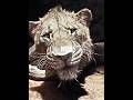 Taka Chose To Save Mufasa Twice Shorts Trending Edit Viralvideo