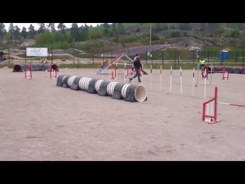Maiju ja Nelli 14.5.2016 agilityrata