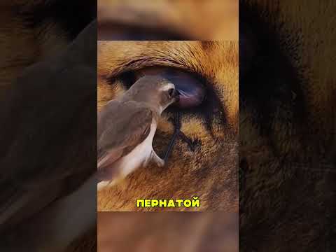 Удивительный СОЮЗ льва и птицы 🤯🔥🐦