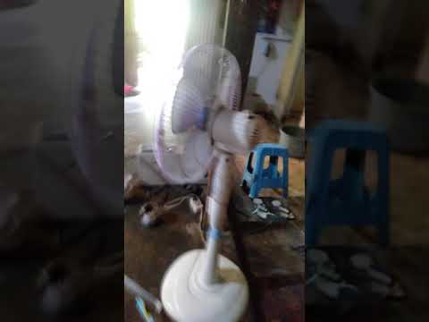 mengetahui jenis kelamin kucing