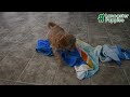 Mini Goldendoodle dogs for sale: Parker - Video 1