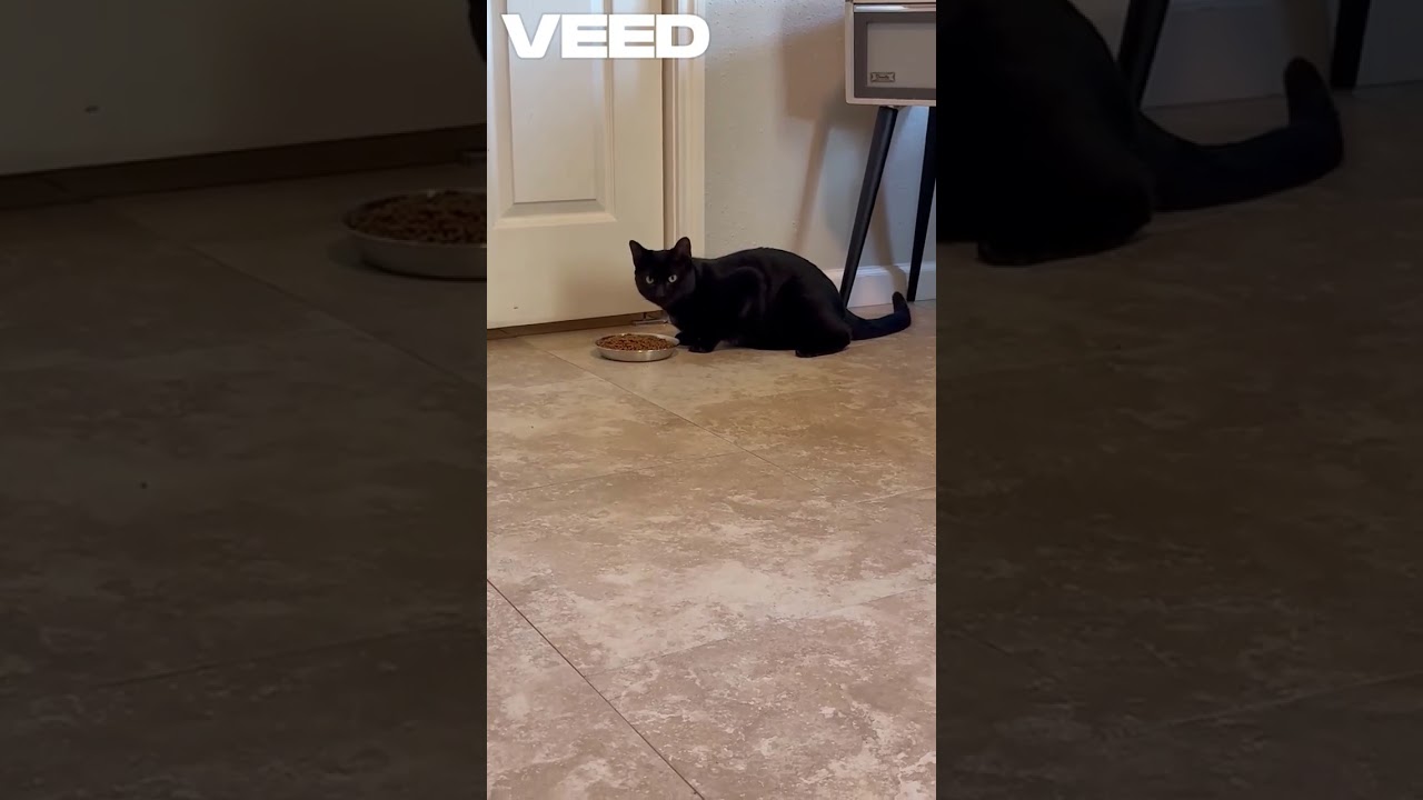 Friday, a Adoptable mixed breed in Houston, TX video 6/6