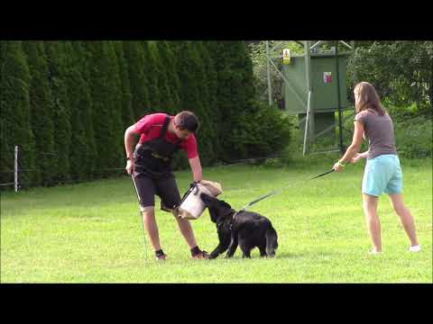 Ursa z Jukasu - obedience & protection - 5 months