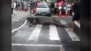 preview picture of video 'Epic Sea Lion Crosswalk Crossing! Epic Animal Video!'