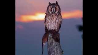 Find a Way  ( Long-eared owl  ) By goapele