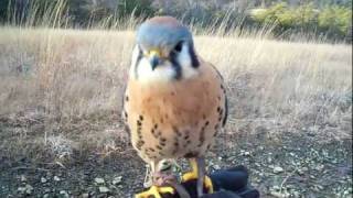 Our American Kestrel (Scales and Tales) - "My little buddy"