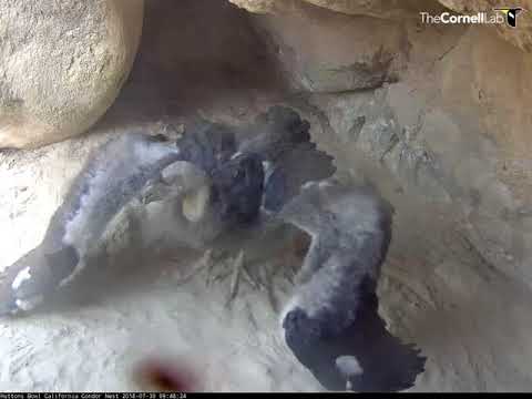Hutton's Bowl Condor Chick Flaps For Food – July 30, 2018