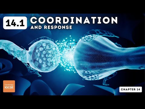 IGCSE Biology - Coordination and response (14.1)