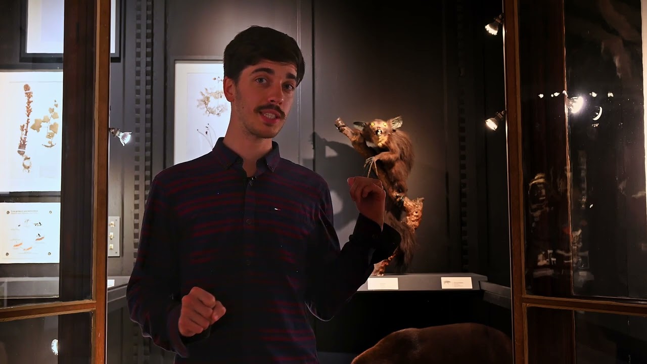 Le Aye-aye par Sébastien