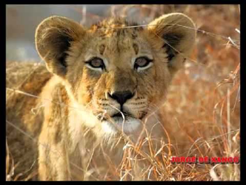 Kaô Kabecilê Xangô