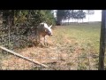 Cadzand Circus 2013