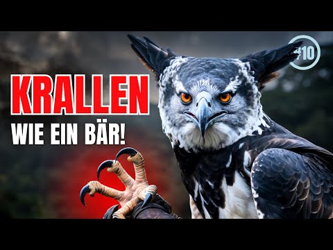 Die Harpyie – Der gefährlichste Vogel im Dschungel? Wildlife #10
