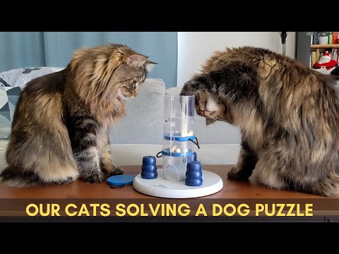 Norwegian Forest Cats solving a puzzle for dogs | Trixie Dog Activity | Part 1