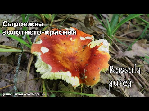 Сыроежка золотисто красная | Russula aurea