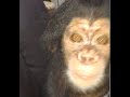 Island No 3 Chimps Of Liberia Bio Medical Research Island No 3
