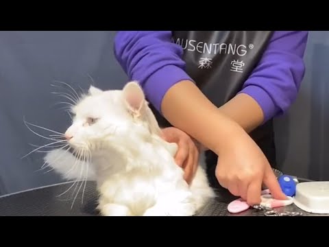 Amazing Turkish Angora Cat Bathing : How To Trim Turkish Angora Cat's Paws | Puppy Groomy